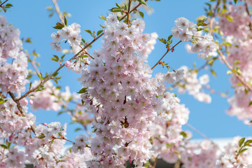 Flowering Cherry Tree