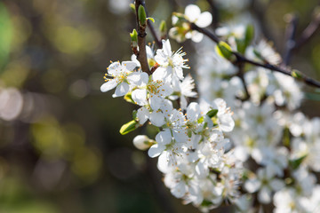 Close up Flower Image
