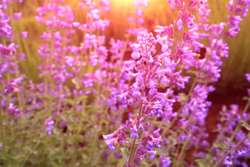 lavender flower field in the garden beside fuji mountain ,Japan