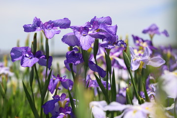 日本の梅雨時に咲く　ショウブの花