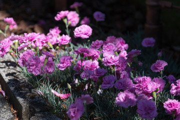 Fototapeta premium Flower close up Image