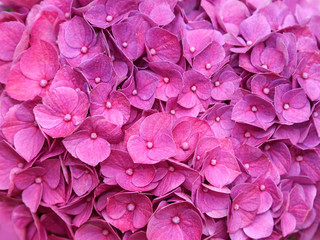 Obraz premium Pink purple hydrangea flower