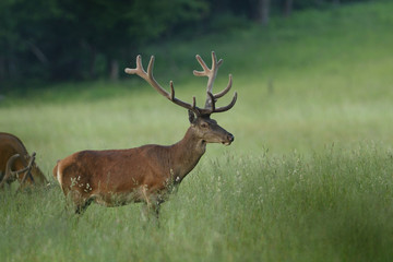 Naklejka na ściany i meble Deer stag with growing antlers walking on the meadow and grazing grass