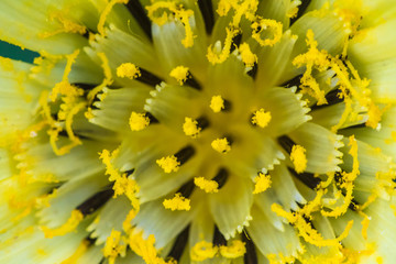 The macro shot of the background or the texture of the summer forest flower with the stamens, pestles and blades