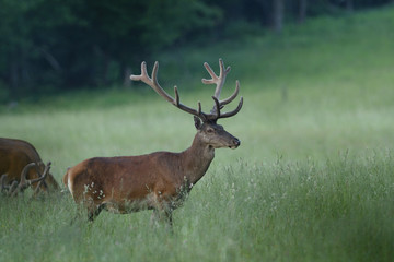 portrait of a deer with antlers on a meadow in spring