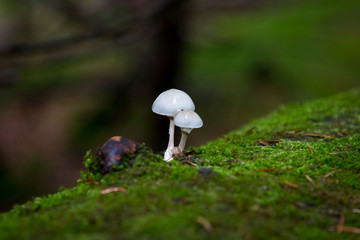 Mushroom on a tree