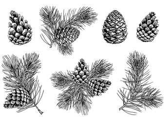 Pine branches and cones. Hand drawn vector illustration. Isolated elements for design.