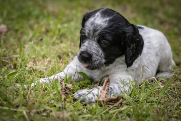 cute and curious black and white baby brittany spaniel dog puppy biting wooden branch
