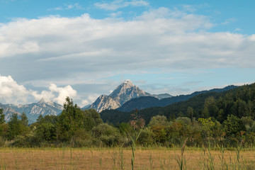 Obraz premium Forest with Mountain in the Background