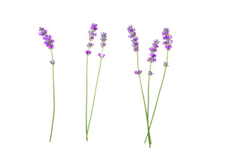 Lavender flowers pattern isolated on white background. Flat lay, top view, copy space. Selective focus.