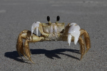 crab on a sandy beach © viktor2013