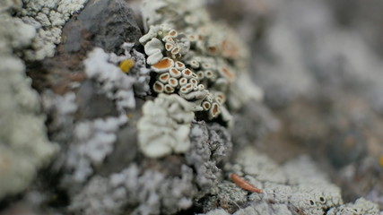 macro