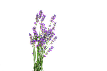 Lavender flowers isolated on white background. Flat lay, top view, copy space. Selective focus.