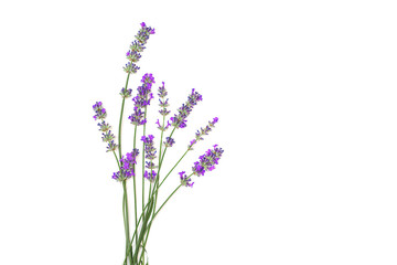Naklejka premium Lavender flowers isolated on white background. Flat lay, top view, copy space. Selective focus.