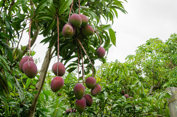 Unripe Irwin Mangoes On Tree