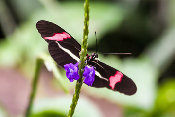 Fototapeta premium Butterfly