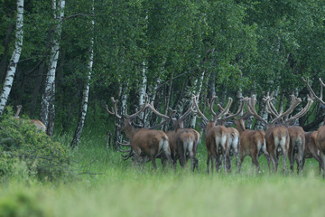 herd of deer with antlers running down the meadow towards the forest