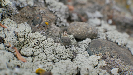 macro