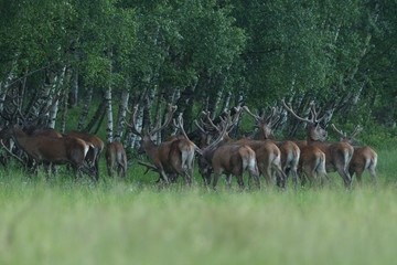 herd of deer with antlers running down the meadow towards the forest