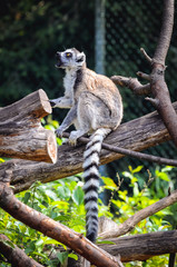 Ring tailed lemur in Serengeti Park, zoo and leisure park in Hodenhagen in North Germany
