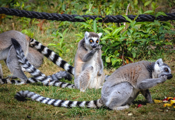 Naklejka na ściany i meble Ring tailed lemurs eats fruits in Serengeti Park, zoo and leisure park in Hodenhagen in North Germany