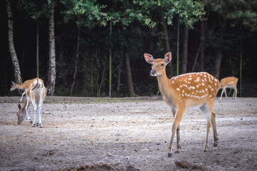 Deers in Serengeti Park, zoo and leisure park in Hodenhagen municipality in Germany