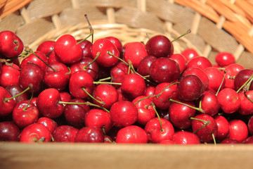 cerises récoltées