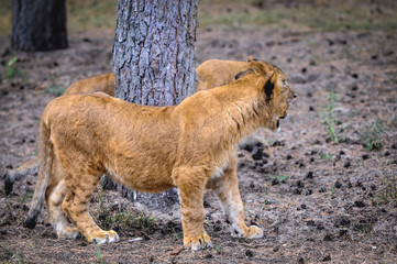 Lions in Serengeti Park, zoo and leisure park in Germany