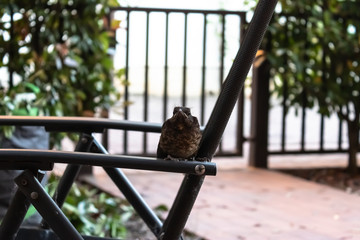 Small song Thrush (Turdus philomelos) on the chair in the garden, bird sitting on the chair  - Image