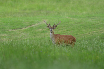 portrait of a deer with antlers on a meadow in spring