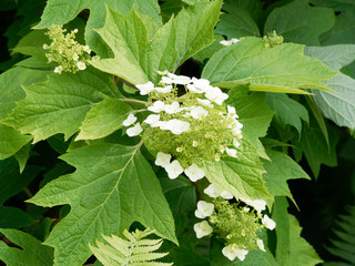 Dekorativen Blüten der Eichenblättrige Hortensie (Hydrangea quercifolia)