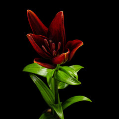 Flower of dark red lily, isolated on black background