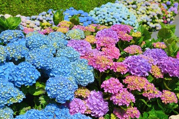 Magnifiques hortensias en Bretagne. France