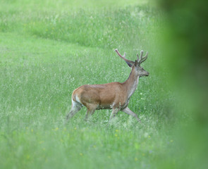 Naklejka na ściany i meble Deer stag with growing antlers walking on the meadow and grazing grass