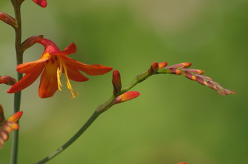 オレンジ色の花