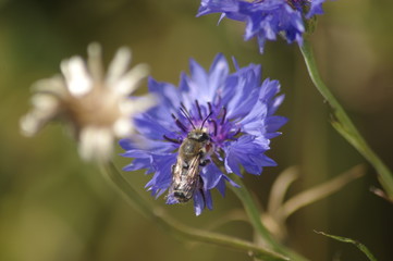 ヤグルマギクの花とハナバチ