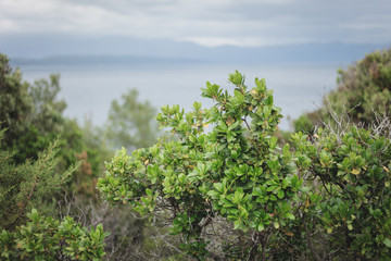 Makro Aufnahmen gr&uuml;ne Pflanzen auf Pelje&scaron;ac
