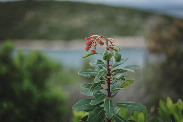 Makro Aufnahmen grüne Pflanzen auf Pelješac