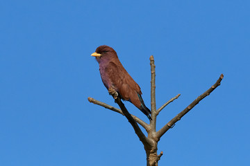 Broad-billed roller (Eurystomus glaucurus)