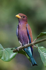 Broad-billed roller (Eurystomus glaucurus)