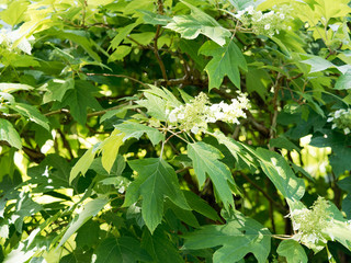  Frühlings- und Sommerblüte der Eichenblättrige Hortensie oder Eichen-Hortensie (Hydrangea...
