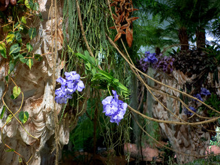 Flowers in the middle of the jungle,