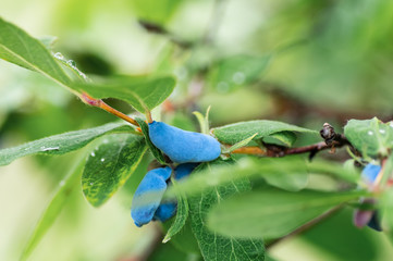 Berries of ripe honeysuckle on the branches. Raindrops on the leaves.