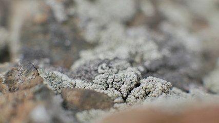macro