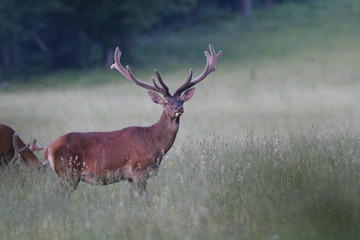 Deer stag with growing antlers walking on the meadow and grazing grass