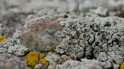 macro