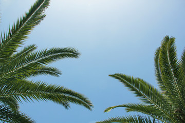 Coconut palm leaves against blue sky, tropical trees on the beach