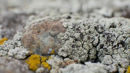 macro