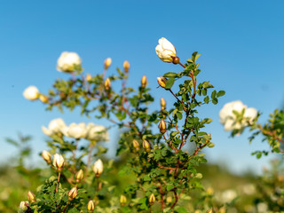 white rose flowers on blue sky
