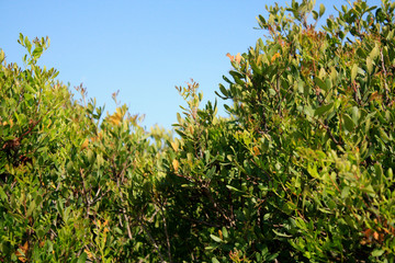 Fototapeta na wymiar Mastic tree, pistachio lentiscus on the sea side Mediterranean Sea.